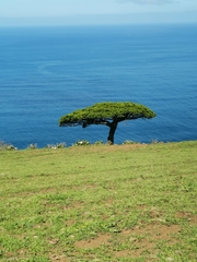 Juniperus brevifolia