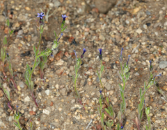 Allophyllum gilioides violaceum