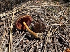 Cortinarius thiersii
