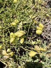 Astragalus nuttallii nuttallii