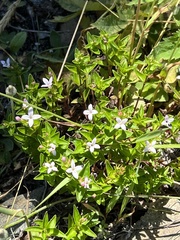 Houstonia montana