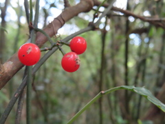 Tetrastigma formosanum