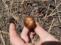 Cortinarius thiersii