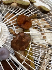 Cortinarius thiersii