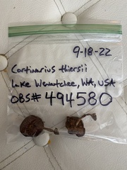 Cortinarius thiersii