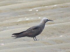 Lesser Noddy photo 4