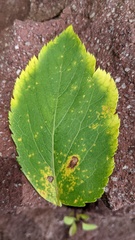 Puccinia angelicae