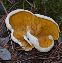 Sowerbyella radiculata