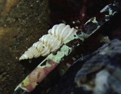 Epitonium indianorum