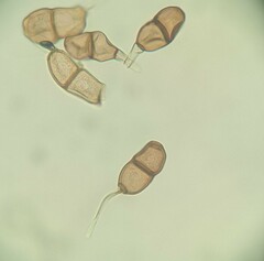 Puccinia angelicae
