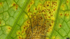 Puccinia angelicae