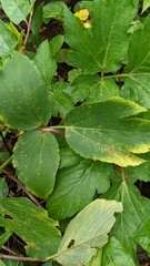 Puccinia angelicae