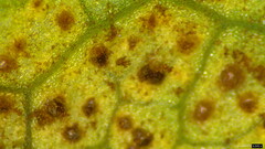Puccinia angelicae