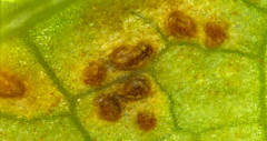 Puccinia angelicae