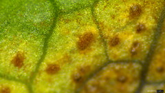 Puccinia angelicae