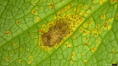 Puccinia angelicae