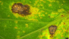 Puccinia angelicae