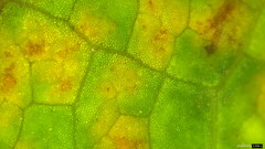 Puccinia angelicae