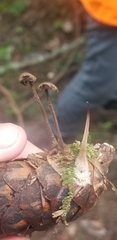 Auriscalpium vulgare