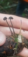 Auriscalpium vulgare