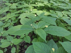Impatiens parviflora