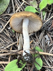 Psathyrella ellenae