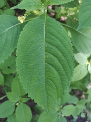 Impatiens parviflora