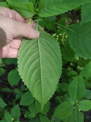 Impatiens parviflora