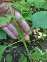 Impatiens parviflora
