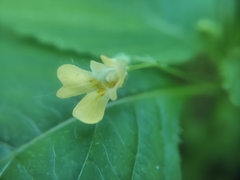 Impatiens parviflora