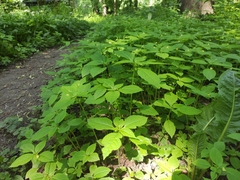 Impatiens parviflora