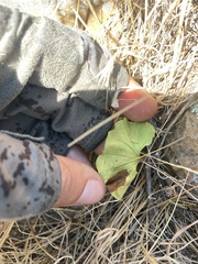 Dichondra occidentalis