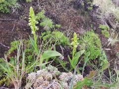 Platanthera pollostantha