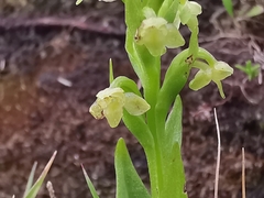 Platanthera pollostantha