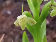 Platanthera pollostantha