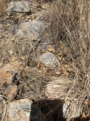 Dichondra occidentalis