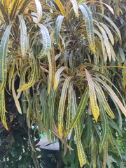Codiaeum