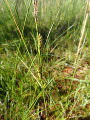 Carex lasiocarpa