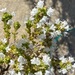 Thymus carnosus - Photo (c) Ester Serrao, algunos derechos reservados (CC BY-NC), uploaded by Ester Serrao
