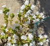 Portuguese Thyme - Photo (c) Ester Serrao, some rights reserved (CC BY-NC), uploaded by Ester Serrao
