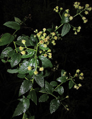 Baccharis anomala