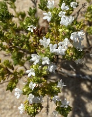 Thymus carnosus