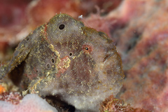 Antennarius multiocellatus