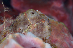 Antennarius multiocellatus