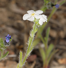 Cryptantha oxygona