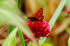 Ochlodes sylvanus