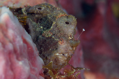 Antennarius multiocellatus