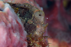 Antennarius multiocellatus