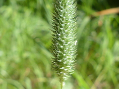 Phleum bertolonii