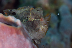 Antennarius multiocellatus